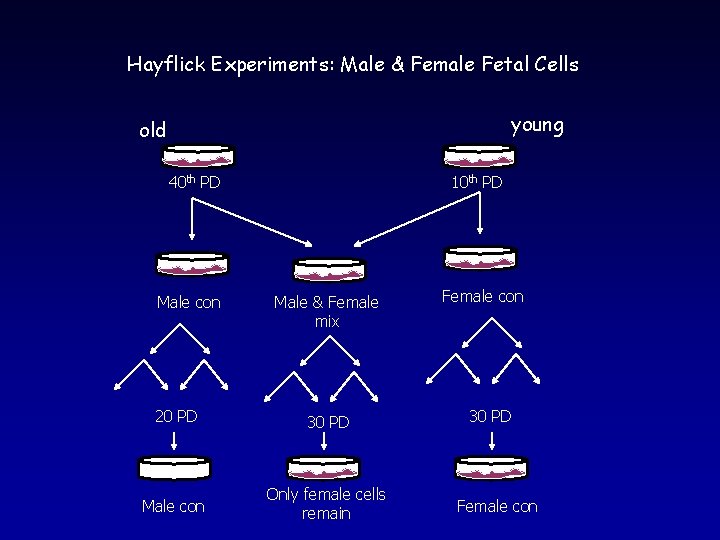 Hayflick Experiments: Male & Female Fetal Cells young old 40 th PD Male con