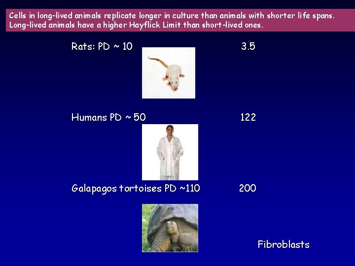 Cells in long-lived animals replicate longer in culture than animals with shorter life spans.