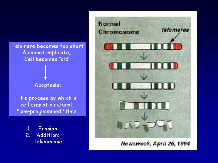 Telomere becomes too short & cannot replicate… Cell becomes “old” Apoptosis: The process by