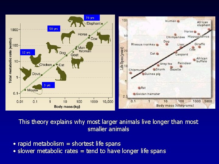 70 yrs 50 yrs 12 yrs 3 yrs This theory explains why most larger