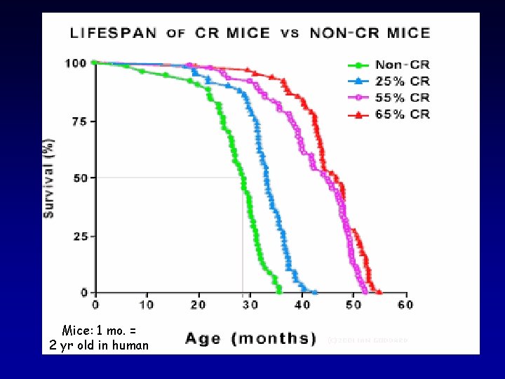 Mice: 1 mo. = 2 yr old in human 