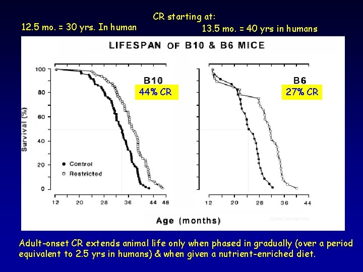 12. 5 mo. = 30 yrs. In human CR starting at: 13. 5 mo.