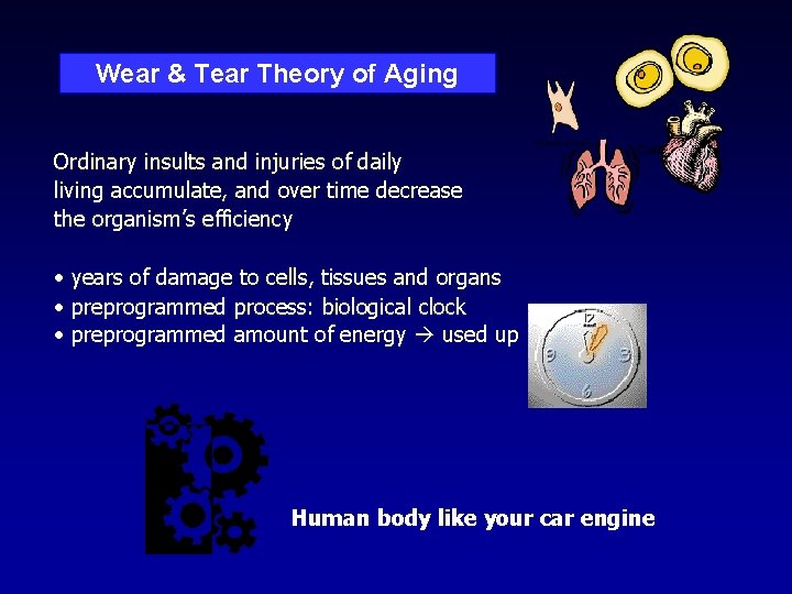 Wear & Tear Theory of Aging Ordinary insults and injuries of daily living accumulate,
