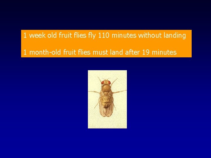 1 week old fruit flies fly 110 minutes without landing 1 month-old fruit flies