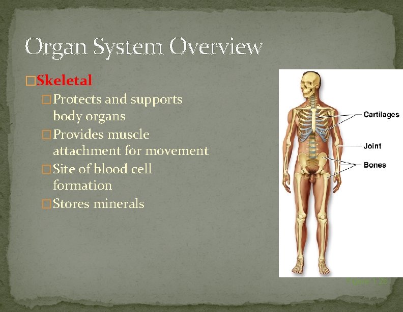 Organ System Overview �Skeletal �Protects and supports body organs �Provides muscle attachment for movement