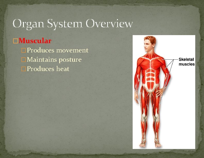 Organ System Overview �Muscular �Produces movement �Maintains posture �Produces heat Figure 1. 2 c