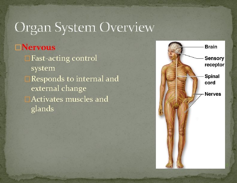 Organ System Overview �Nervous �Fast-acting control system �Responds to internal and external change �Activates