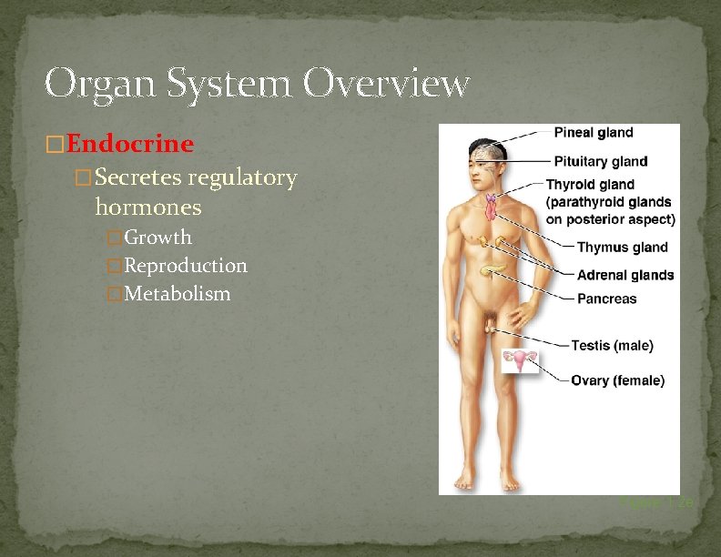 Organ System Overview �Endocrine �Secretes regulatory hormones �Growth �Reproduction �Metabolism Figure 1. 2 e