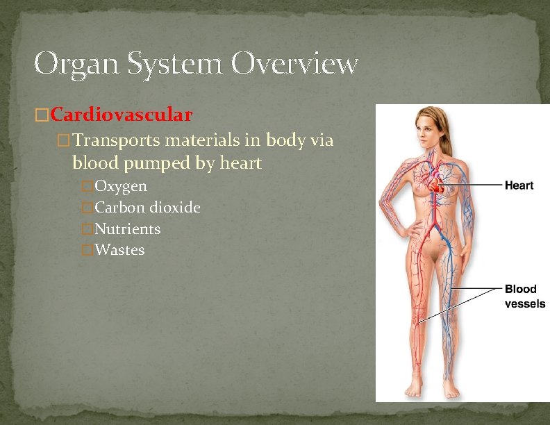 Organ System Overview �Cardiovascular �Transports materials in body via blood pumped by heart �Oxygen