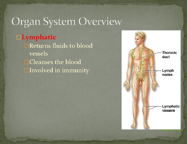 Organ System Overview �Lymphatic �Returns fluids to blood vessels �Cleanses the blood �Involved in