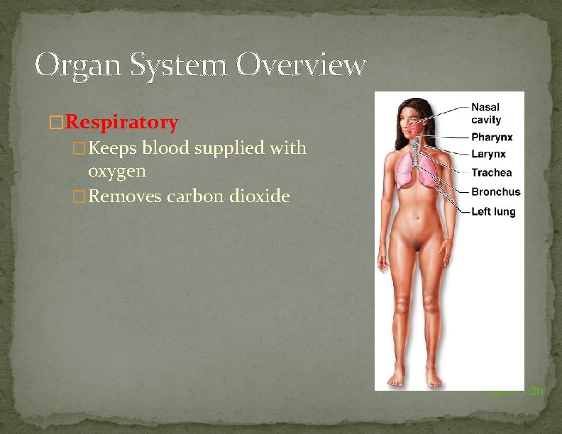 Organ System Overview �Respiratory �Keeps blood supplied with oxygen �Removes carbon dioxide Figure 1.