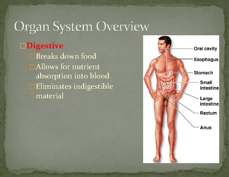 Organ System Overview �Digestive �Breaks down food �Allows for nutrient absorption into blood �Eliminates