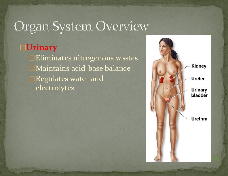 Organ System Overview �Urinary �Eliminates nitrogenous wastes �Maintains acid-base balance �Regulates water and electrolytes