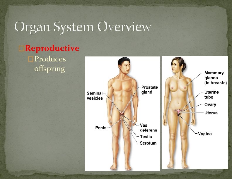 Organ System Overview �Reproductive �Produces offspring Figure 1. 2 k–l 
