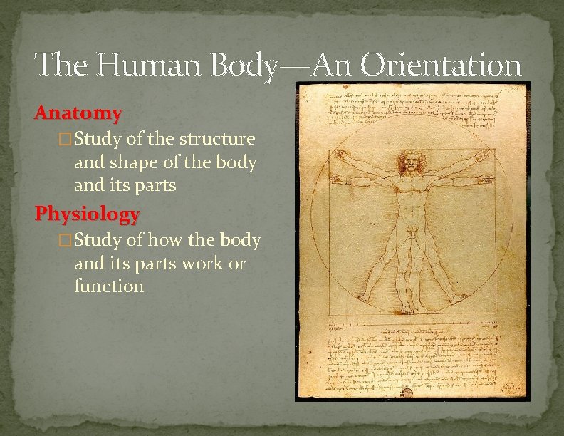 The Human Body—An Orientation Anatomy �Study of the structure and shape of the body