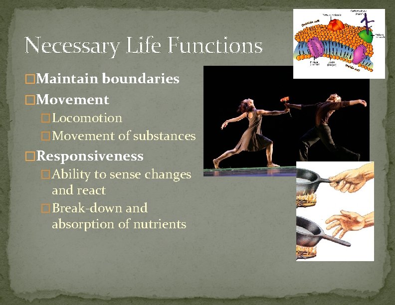 Necessary Life Functions �Maintain boundaries �Movement �Locomotion �Movement of substances �Responsiveness �Ability to sense