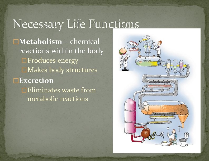 Necessary Life Functions �Metabolism—chemical reactions within the body �Produces energy �Makes body structures �Excretion