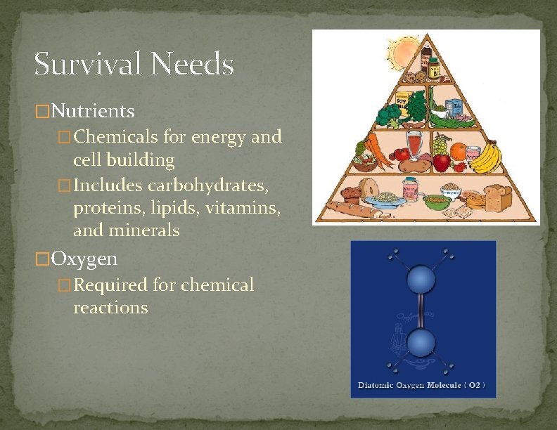 Survival Needs �Nutrients �Chemicals for energy and cell building �Includes carbohydrates, proteins, lipids, vitamins,