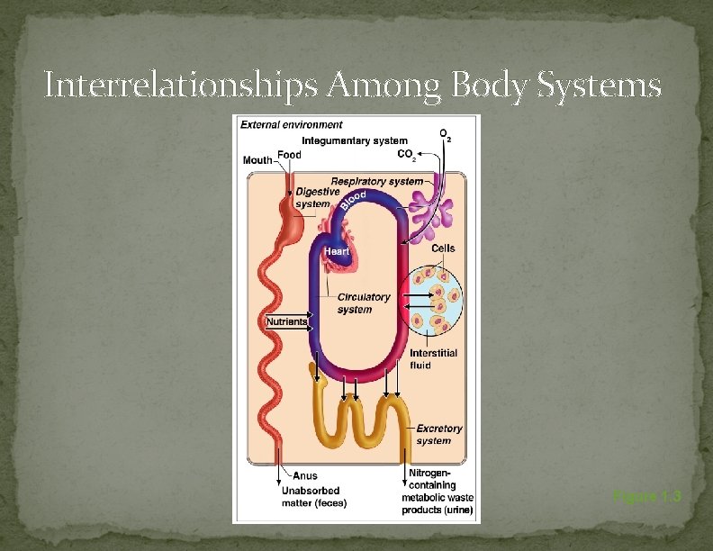 Interrelationships Among Body Systems Figure 1. 3 