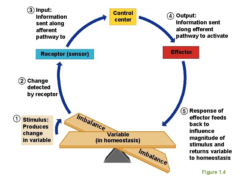 Input: Information sent along afferent pathway to Control center Output: Information sent along efferent