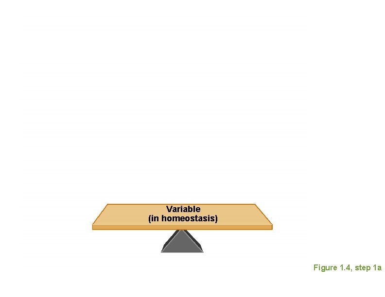 Variable (in homeostasis) Figure 1. 4, step 1 a 