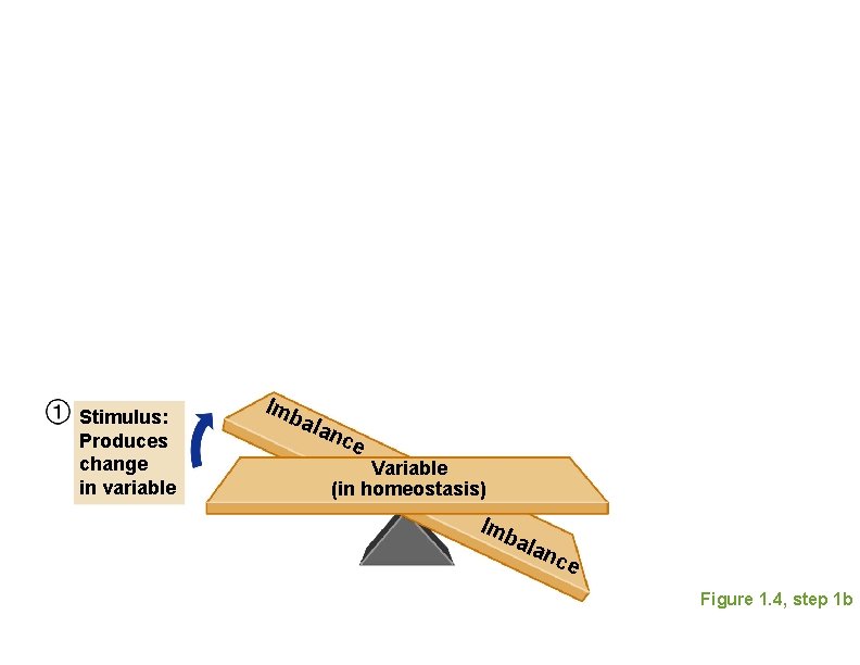 Stimulus: Produces change in variable Imb ala nce Variable (in homeostasis) Imb ala nce