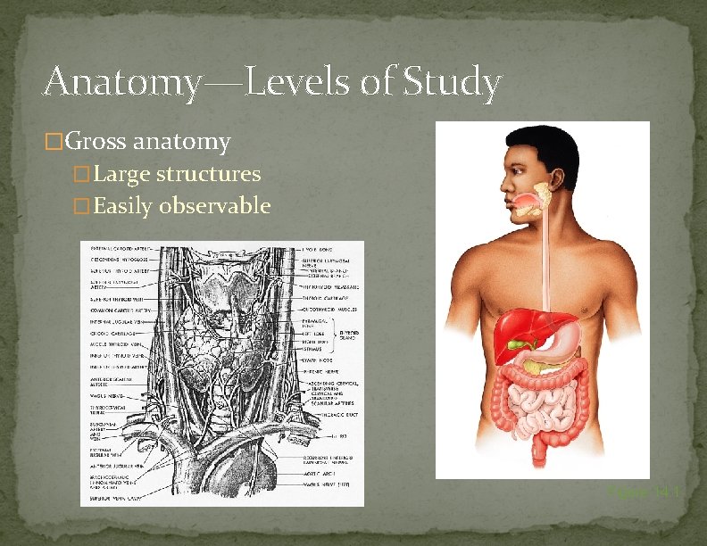 Anatomy—Levels of Study �Gross anatomy �Large structures �Easily observable Figure 14. 1 