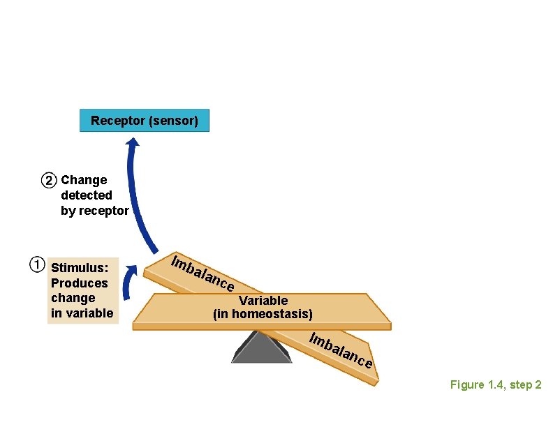 Receptor (sensor) Change detected by receptor Stimulus: Produces change in variable Imb ala nce