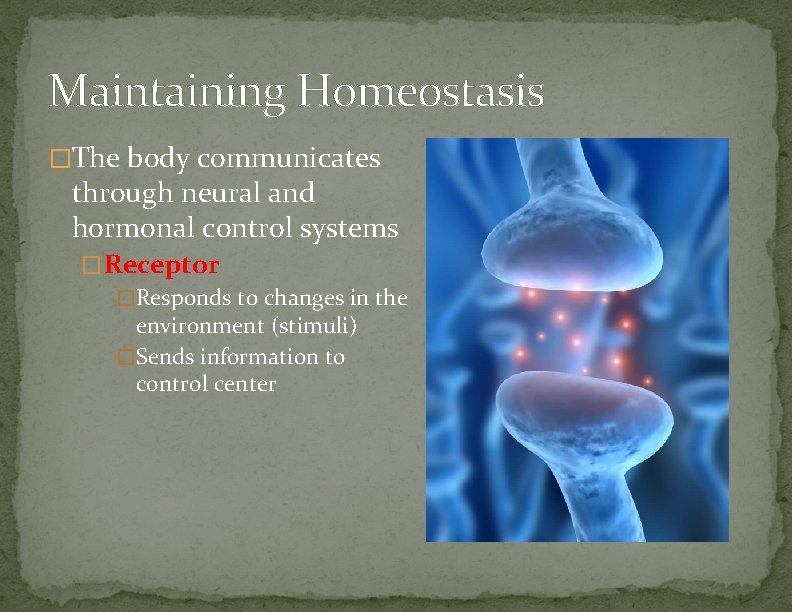 Maintaining Homeostasis �The body communicates through neural and hormonal control systems �Receptor �Responds to