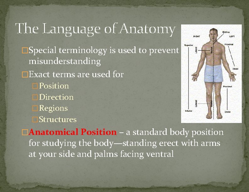 The Language of Anatomy �Special terminology is used to prevent misunderstanding �Exact terms are