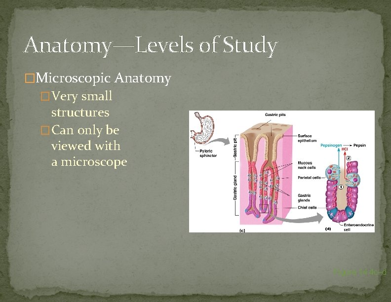 Anatomy—Levels of Study �Microscopic Anatomy �Very small structures �Can only be viewed with a