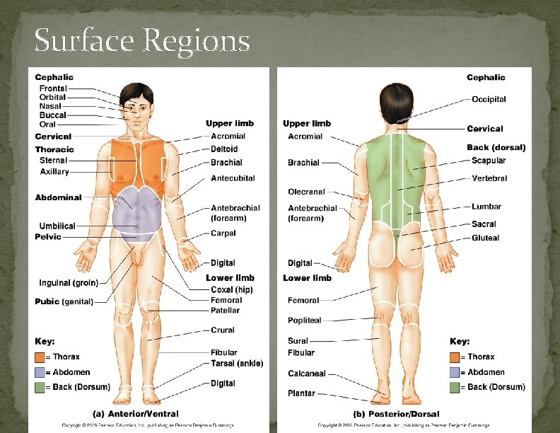 Surface Regions 