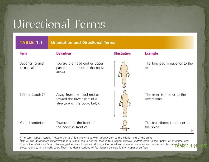 Directional Terms Table 1. 1 (1 of 3) 