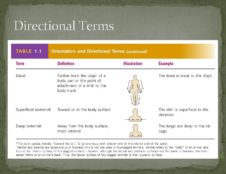 Directional Terms Table 1. 1 (3 of 3) 