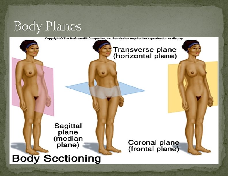 Body Planes 