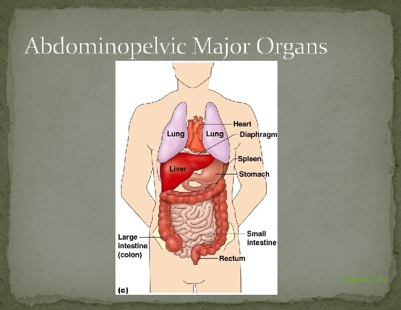 Abdominopelvic Major Organs Figure 1. 8 c 