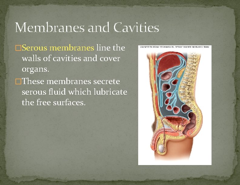 Membranes and Cavities �Serous membranes line the walls of cavities and cover organs. �These