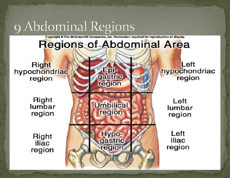 9 Abdominal Regions 