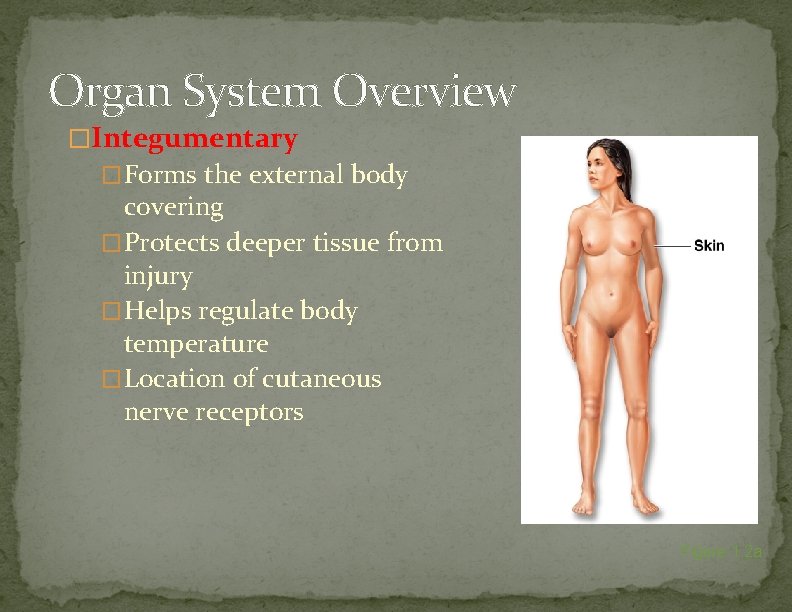 Organ System Overview �Integumentary �Forms the external body covering �Protects deeper tissue from injury
