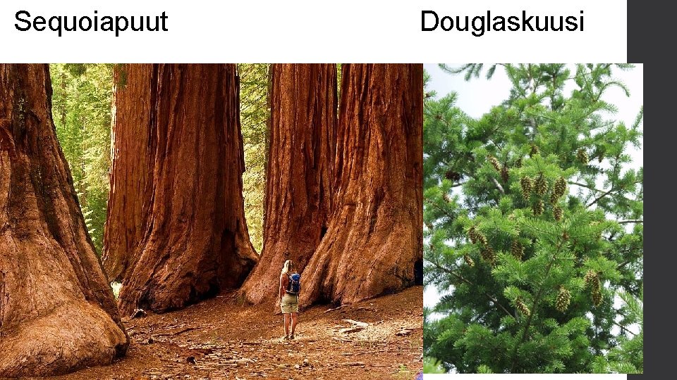 Sequoiapuut Douglaskuusi 