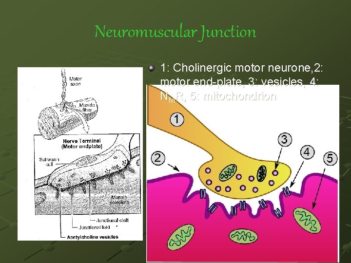 Neuromuscular Junction 1: Cholinergic motor neurone, 2: motor end-plate, 3: vesicles, 4: NMR, 5: