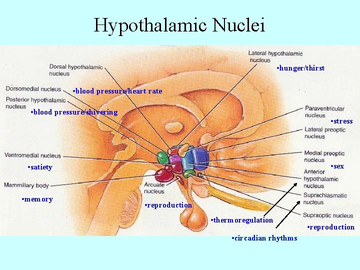 Hypothalamic Nuclei • hunger/thirst • blood pressure/heart rate • blood pressure/shivering • stress •