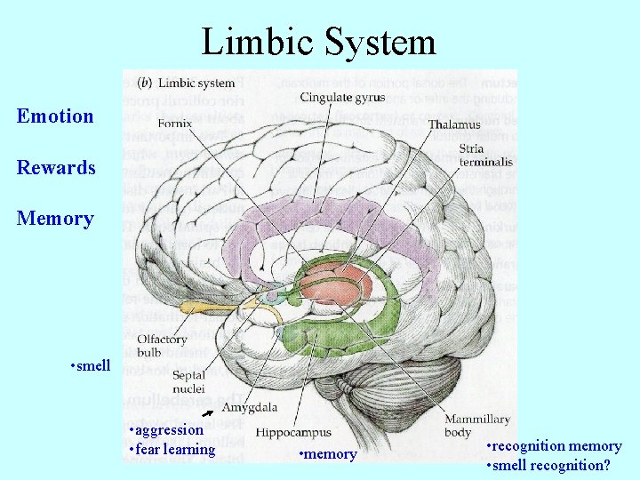 Limbic System Emotion Rewards Memory • smell • aggression • fear learning • memory