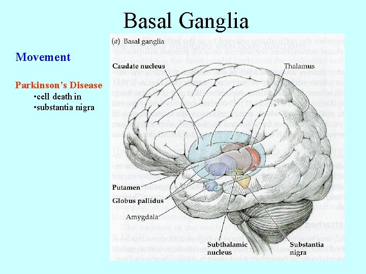 Basal Ganglia Movement Parkinson’s Disease • cell death in • substantia nigra 