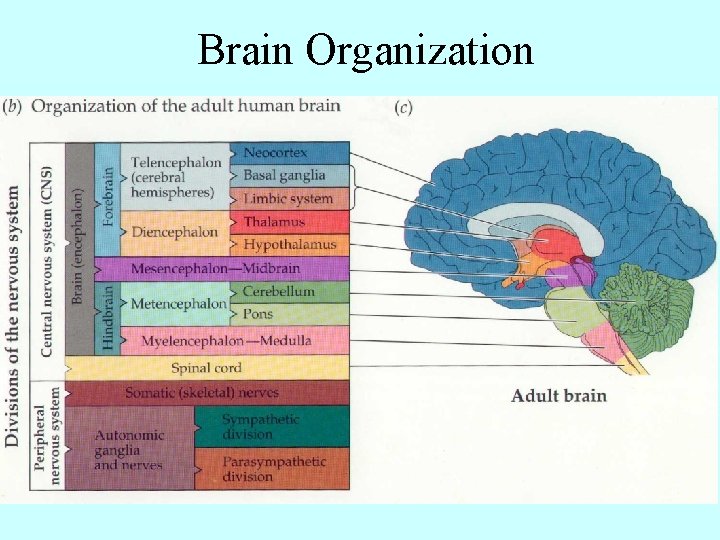 Brain Organization 