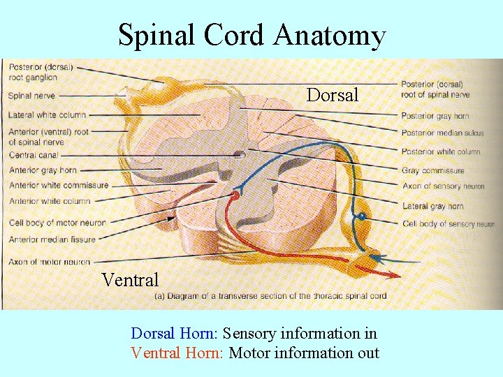 Spinal Cord Anatomy Dorsal Ventral Dorsal Horn: Sensory information in Ventral Horn: Motor information