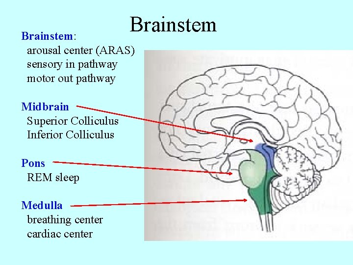 Brainstem: arousal center (ARAS) sensory in pathway motor out pathway Midbrain Superior Colliculus Inferior