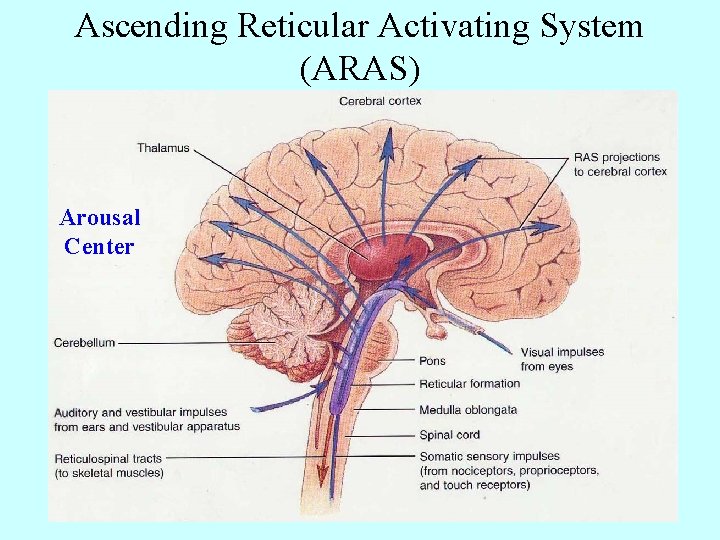 Ascending Reticular Activating System (ARAS) Arousal Center 