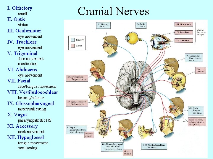 I. Olfactory smell II. Optic vision III. Oculomotor eye movement IV. Trochlear eye movement