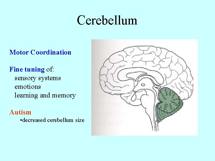 Cerebellum Motor Coordination Fine tuning of: sensory systems emotions learning and memory Autism •